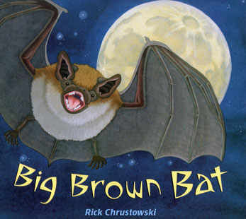 Big Brown Bat