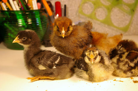 chicks